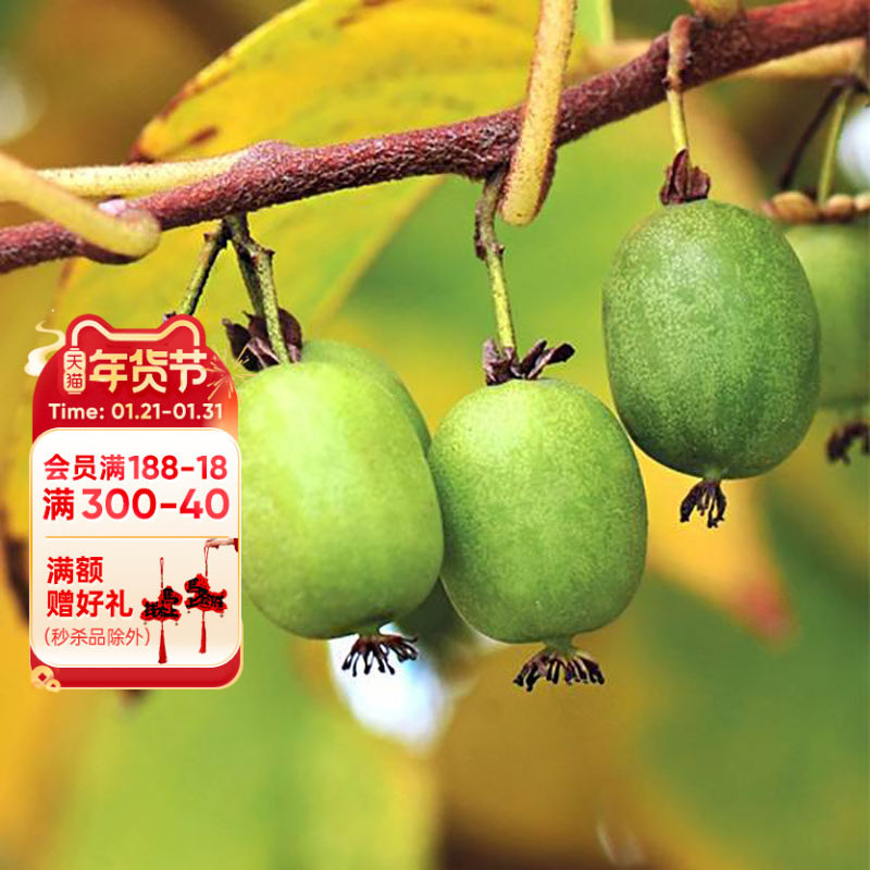 海蒂的花园旗舰店软枣猕猴桃多年生藤本植物爬藤果树水果苗盆栽苗,鲜花速递/花卉仿真/绿植园艺,果树,淘宝优惠券,粉丝福利购,淘宝优惠卷