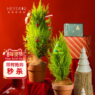 海蒂的花园 小香松圣诞树松柏常绿植物阳台庭院观叶绿植盆栽树苗