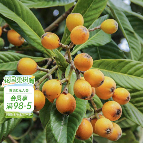 种植白沙枇杷海蒂的花园