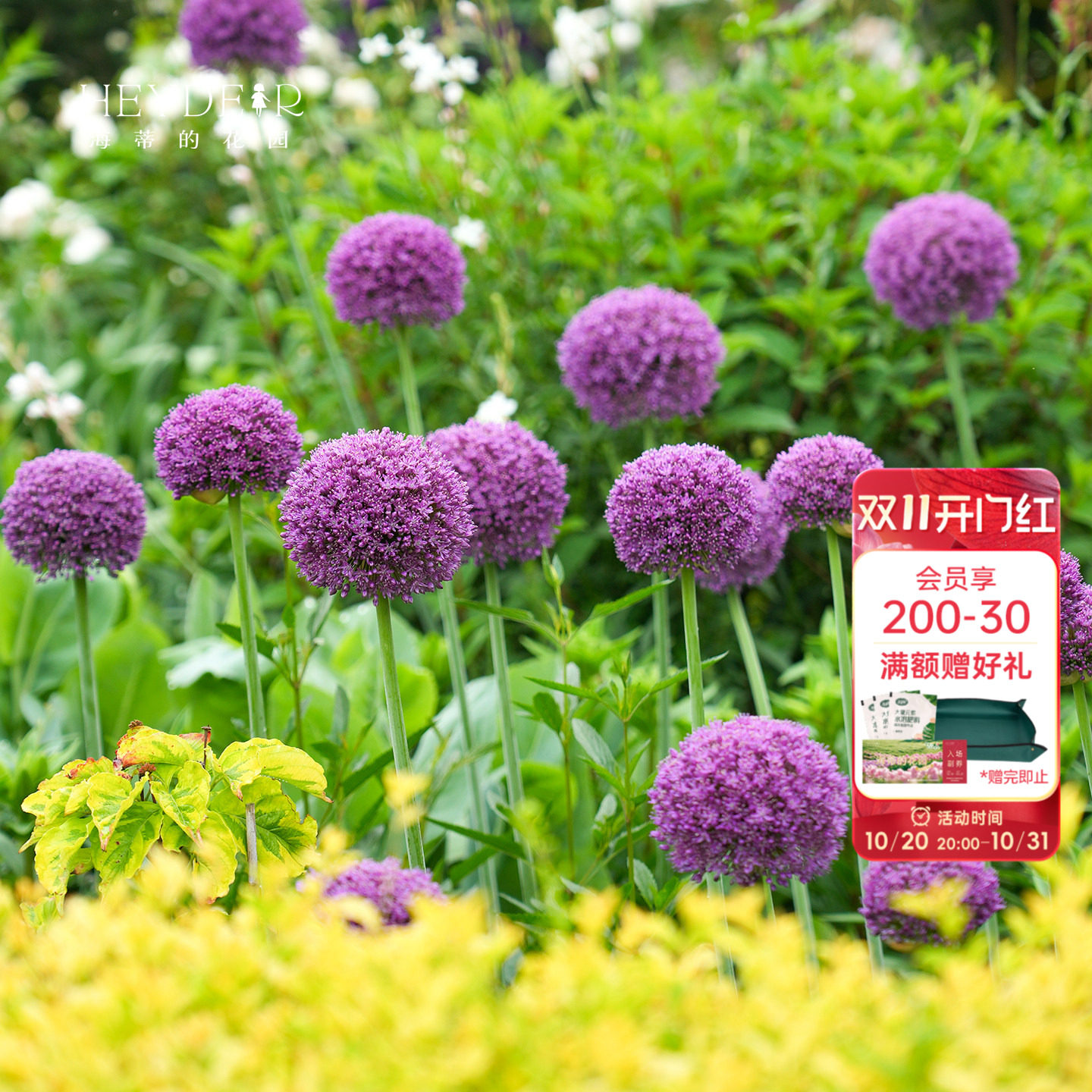 海蒂的花园旗舰店大花葱种球多年生庭院花境花卉夏季开花球根
