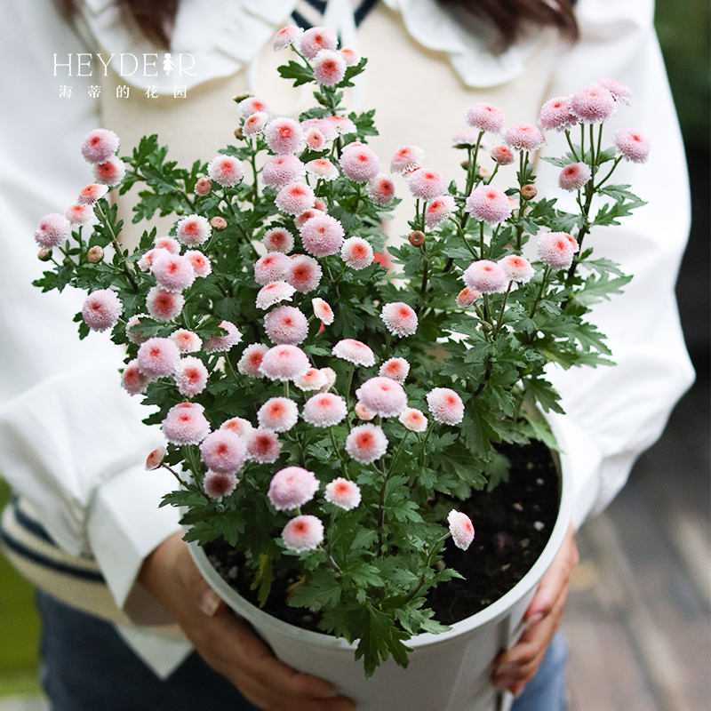 海蒂的花园旗舰店菊花盆栽珠玉之卵紫菀花卉盆栽阳台庭院植物盆栽