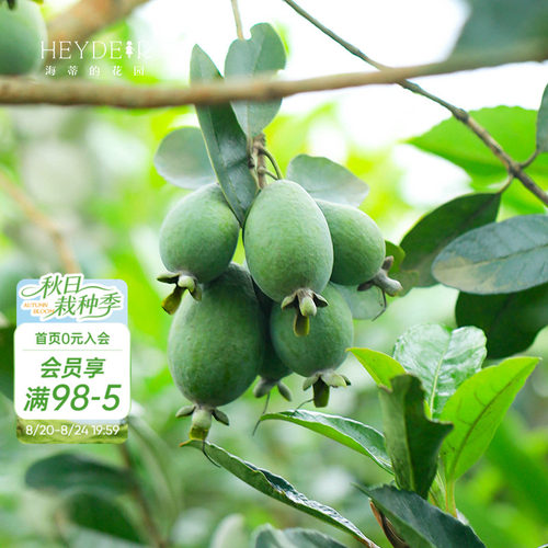 海蒂的花园菲油果果树果苗