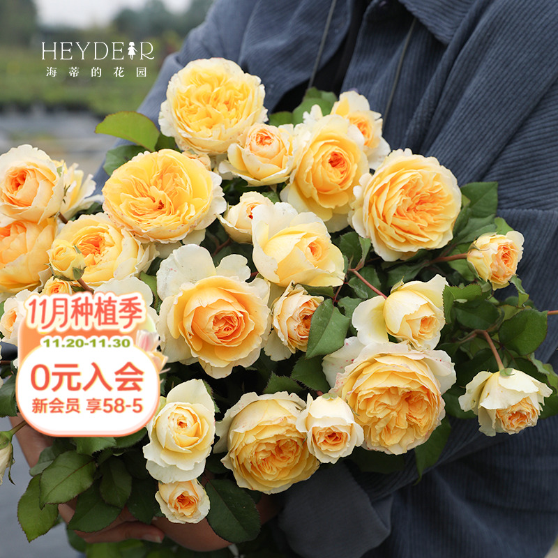 海蒂的花园碧翠丝灌木月季