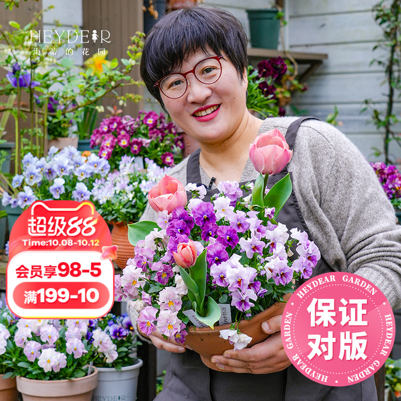海蒂的花园旗舰店角堇花苗带花盆栽庭院阳台花卉绿植冬季开花植物