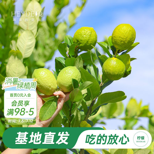 香水柠檬树树苗植物盆栽