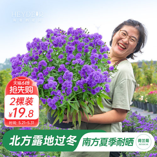 海妈家紫菀荷兰菊盆栽全国可种