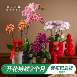 海蒂的花园旗舰店蝴蝶兰带花盆栽花苗带花苞年宵花植物室内花