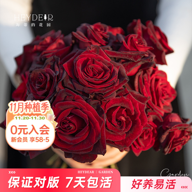 基地自产月季7天包活保证对版