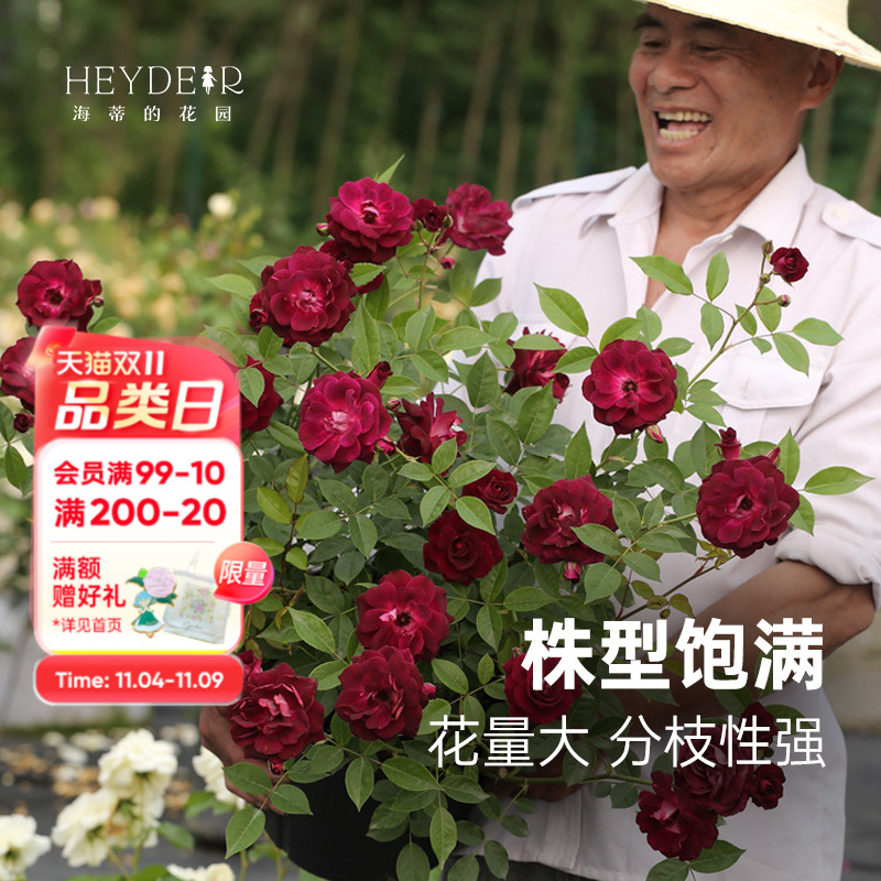 多季节开花月季新手适合栽种