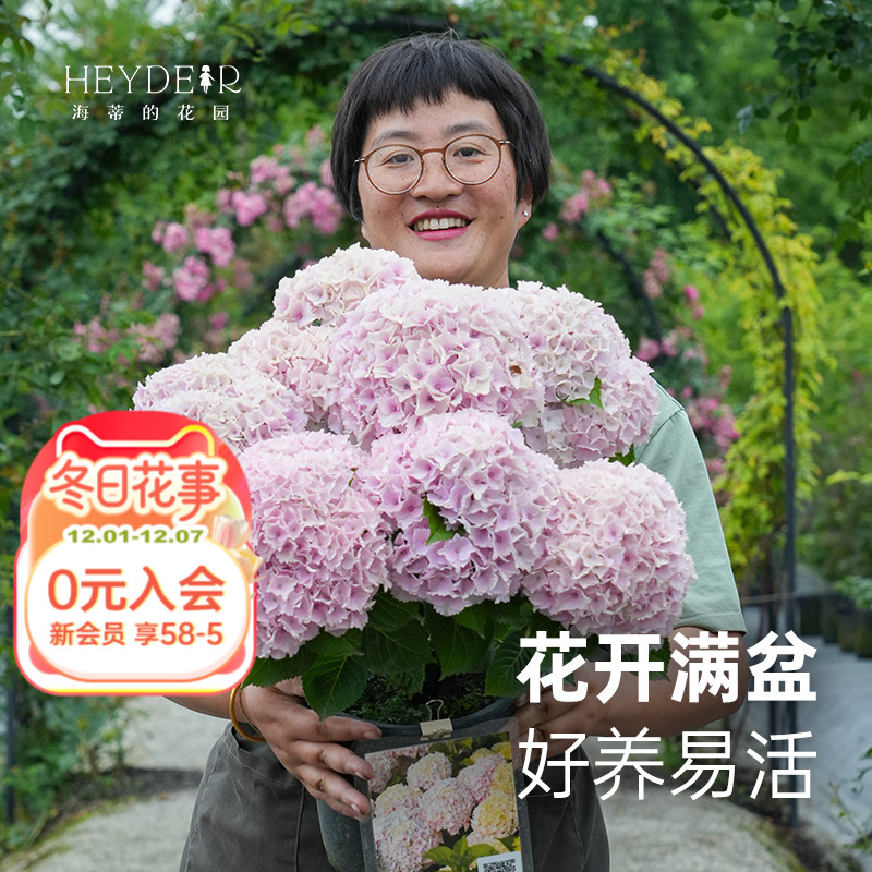 海蒂的花园盆栽蒙娜丽莎魔幻革命