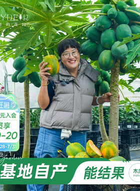 海蒂的花园旗舰店木瓜盆栽苗树苗南方种植庭院盆栽地栽果树果苗