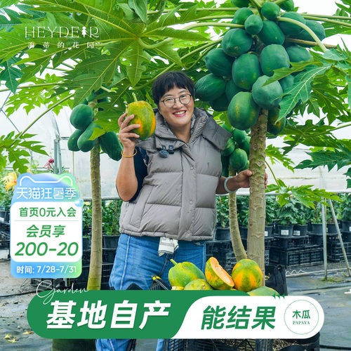 海蒂的花园旗舰店木瓜盆栽苗树苗南方种植庭院盆栽地栽果树果苗