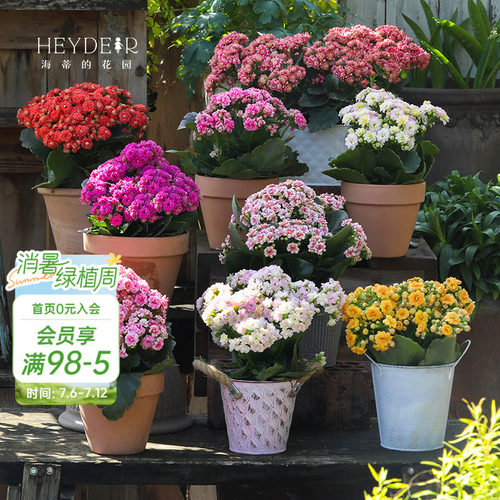 海蒂的花园官方旗舰店长寿花盆栽室内阳台桌面植物花卉带花苞发货