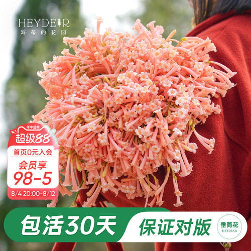 海妈家冬季开花球根花卉植物