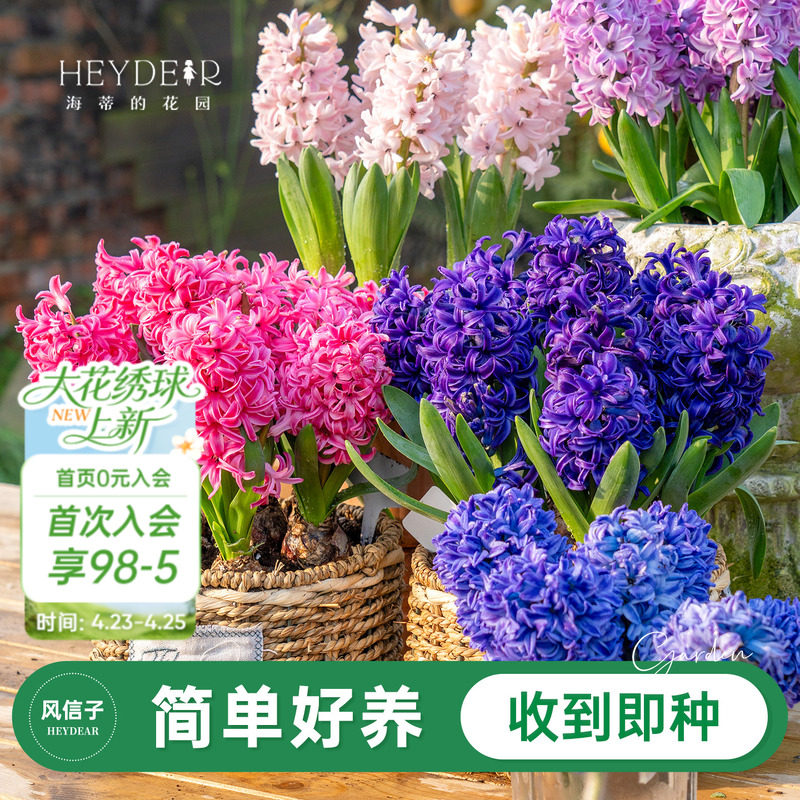 海蒂的花园旗舰店风信子种球球根阳台盆栽地栽水培花卉植物