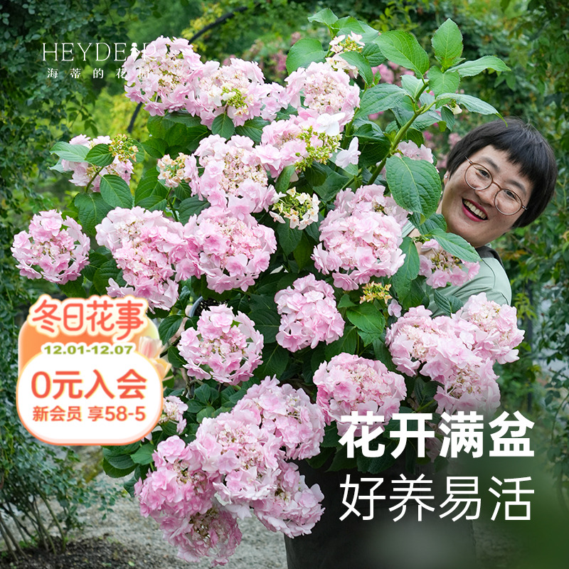 绣球海蒂的花园阳台庭院花卉