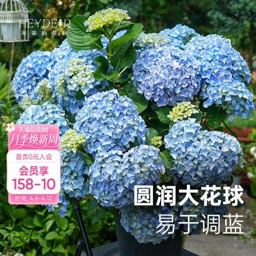 大海蓝新品大花绣球新老枝开花