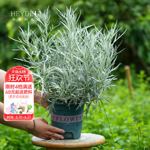 端午艾草银叶艾盆栽多年生常绿草本阳台盆栽庭院耐热耐寒观叶植物