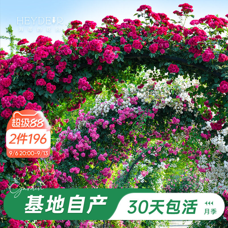 海蒂的花园旗舰店爬藤月季长藤苗花卉盆栽大苗蓝色阴雨藤本植物