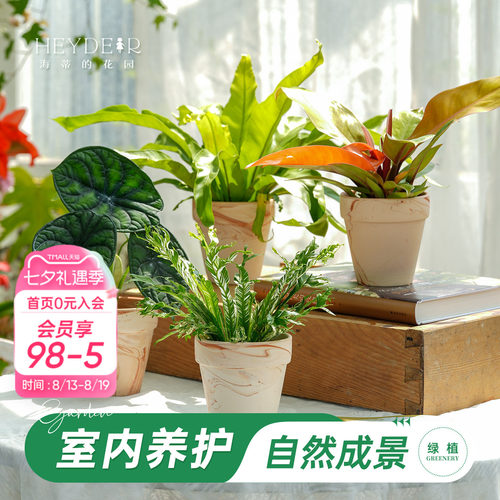 海蒂的花园成品绿植盆栽新手好养