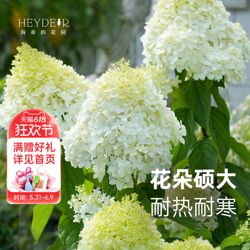 海蒂的花园圆锥绣球花苗石灰灯阳台庭院露台灌木花卉植物盆栽树苗