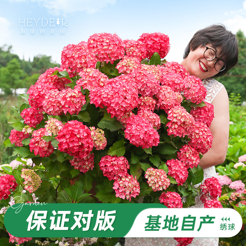 海蒂的花园旗舰店绣球花盆栽带花苞花苗无尽夏树苗花卉绿植小苗