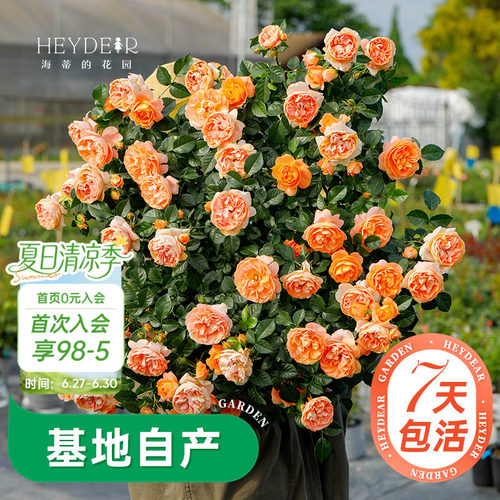 海蒂的花园月季多季开花带苞发货
