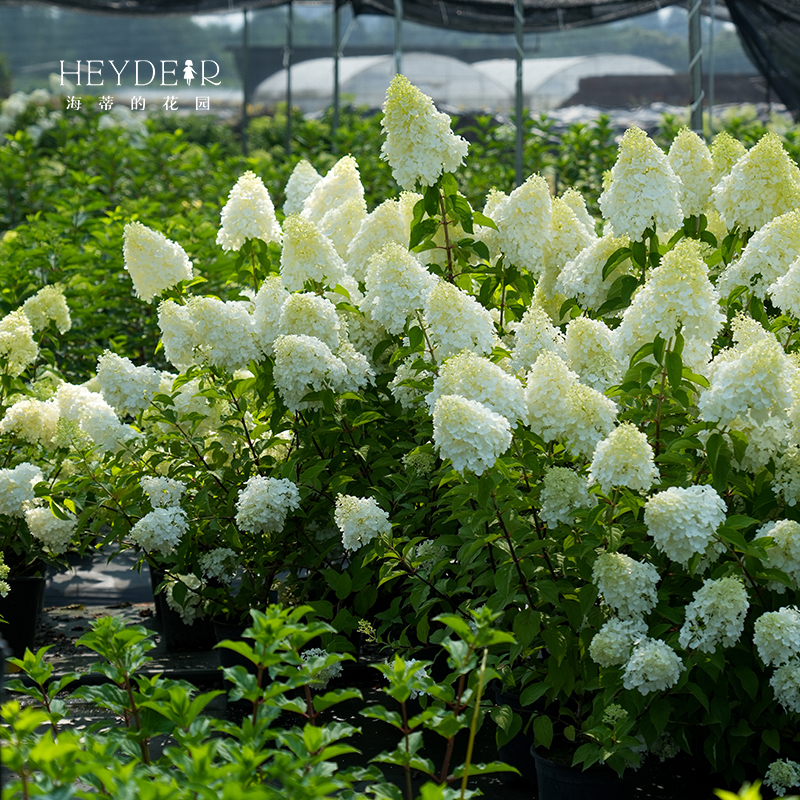 海蒂的花园新品圆锥绣球莫吉托