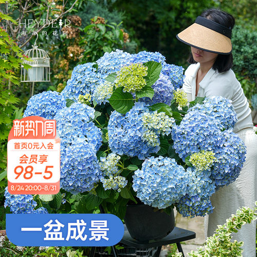 基地自产绣球花大苗保证对版