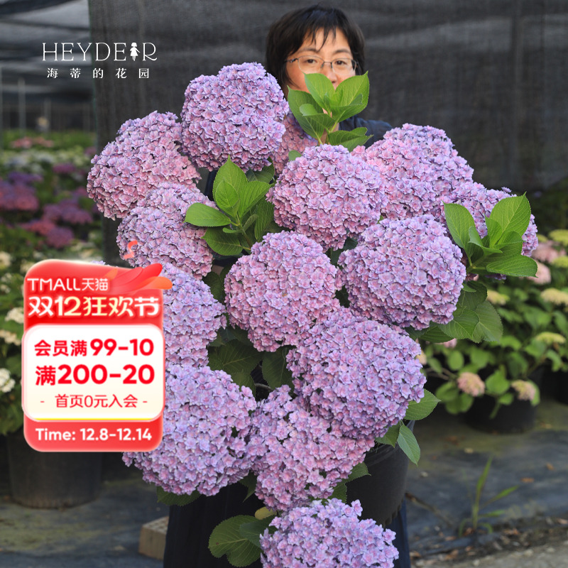 海蒂的花园重瓣阳台庭院花卉植物
