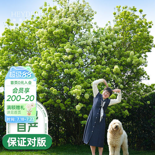 中华木绣球海蒂的花园