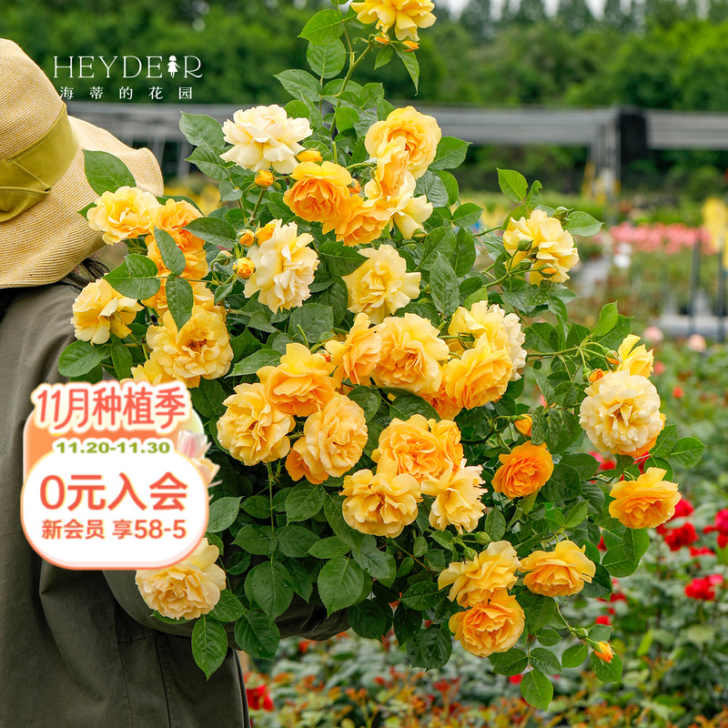 海蒂的花园月季室外庭院花卉植物