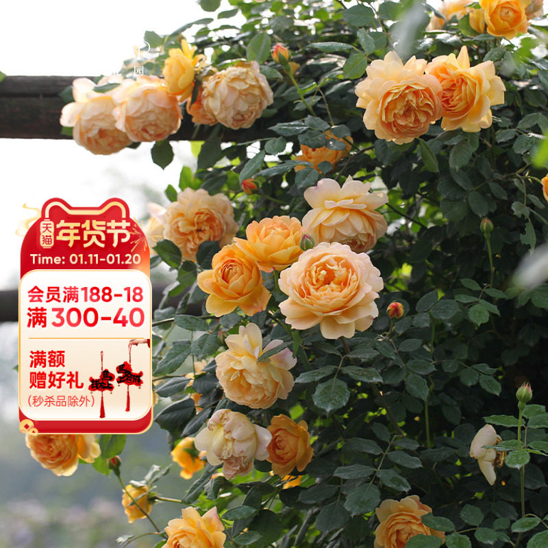 海蒂的花园 黄金庆典藤本月季欧月庭院花卉多季开植物花卉盆栽苗,鲜花速递/花卉仿真/绿植园艺,月季/蔷薇/玫瑰,淘宝优惠券,粉丝福利购,淘宝优惠卷