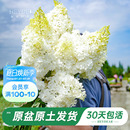 花园旗舰店圆锥绣球花卉盆栽石灰灯庭院绿植耐寒耐热植物苗 海蒂