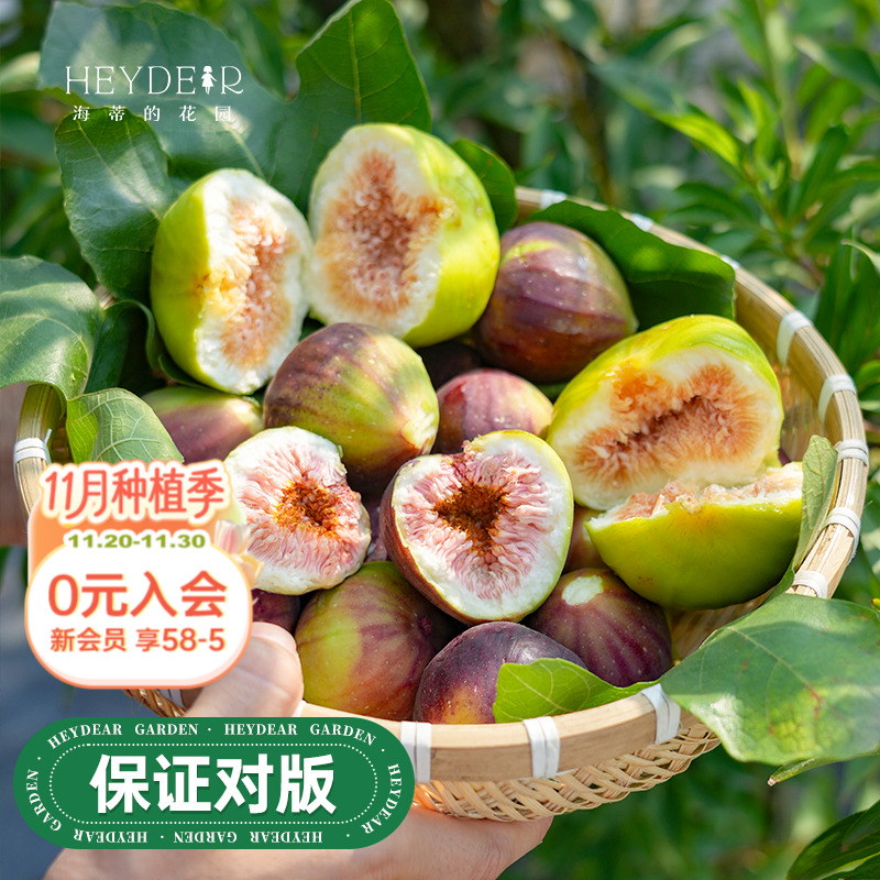 海蒂的花园旗舰店无花果树果苗家庭盆栽果树好养易结果可食用树苗