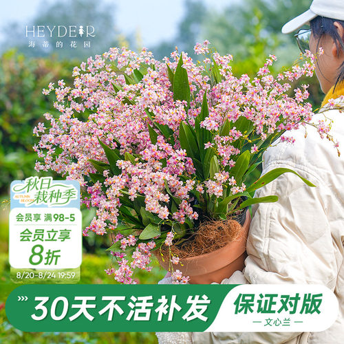 梦香文心兰室内开花香气四溢