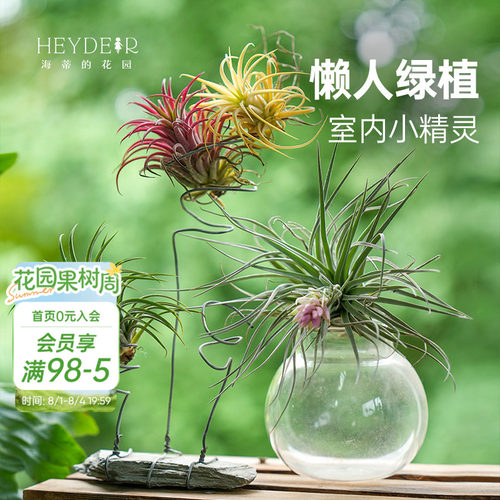 空气凤梨无土植物室内趣味绿植