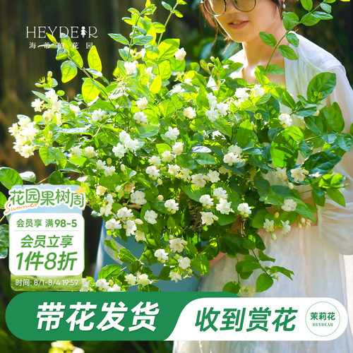海蒂的花园重瓣茉莉花盆栽带花苗
