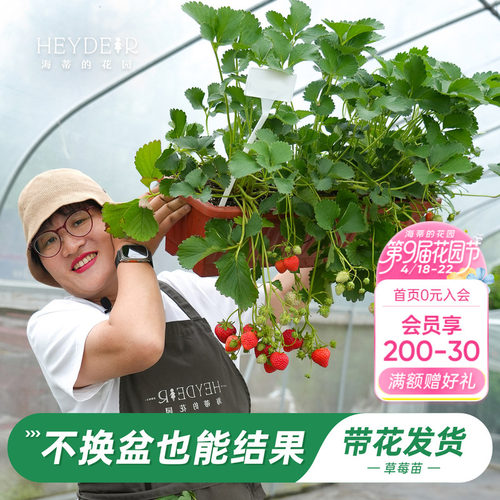 特大号草莓，不换盆就能结果