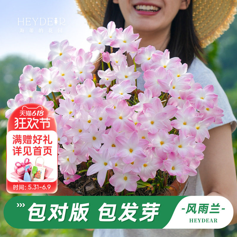 海蒂的花园旗舰店胖丽丽风雨兰种球盆栽多年生庭院阳台花卉植物苗