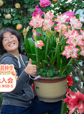 海蒂的花园旗舰店朱顶红种球红红火火进口开花球年宵花卉室内可种