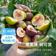 海蒂的花园无花果多年生果树庭院花园水果树苗盆栽苗