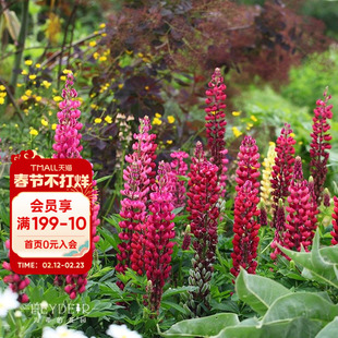 海蒂的花园 羽扇豆鲁冰花多年生耐寒宿根庭院绿化花卉植物盆栽苗