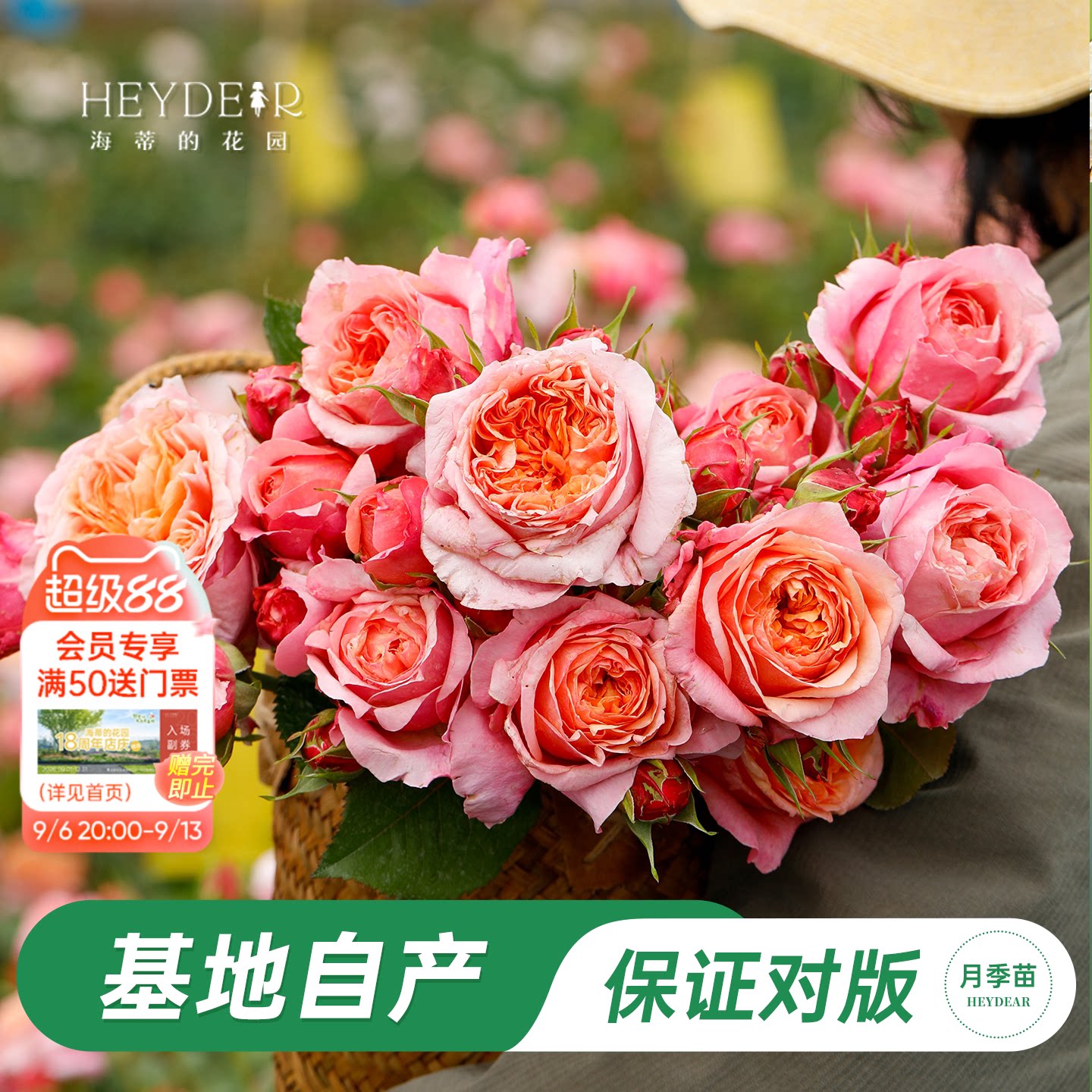 海蒂的花园 维多利亚秘密包子花型切花月季阳台庭院盆栽地栽花卉