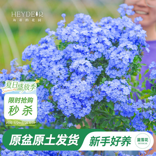 海蒂阳台蓝雪花海蒂的花园