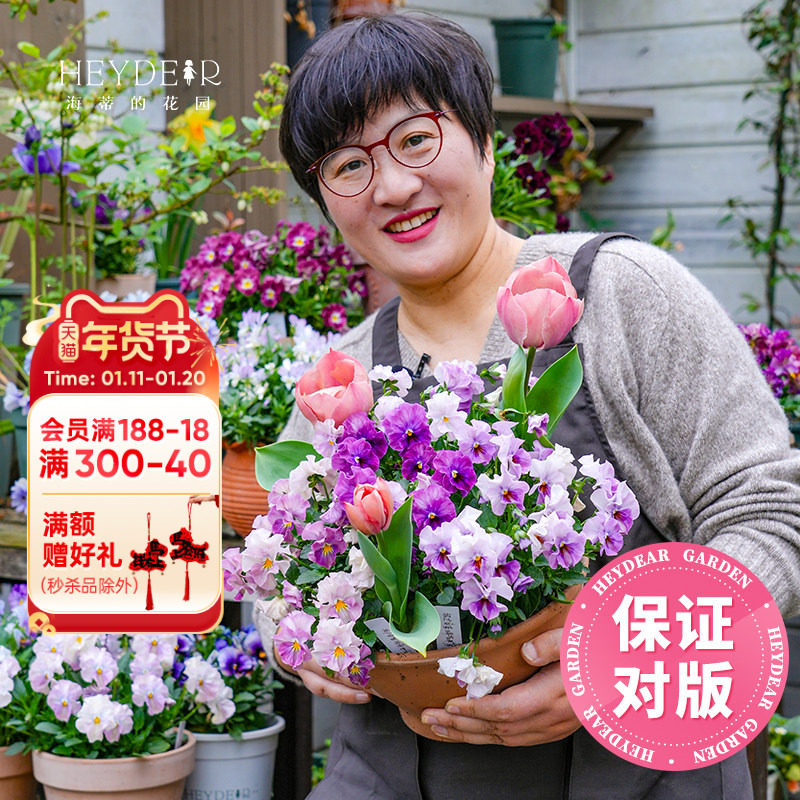 海蒂的花园旗舰店角堇花苗带花盆栽庭院阳台花卉绿植冬季开花植物