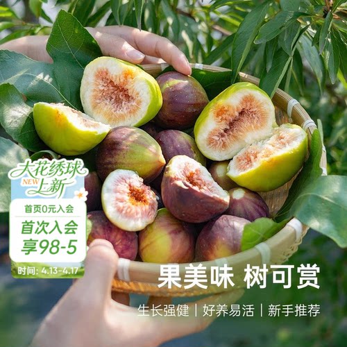 海蒂的花园无花果盆栽苗