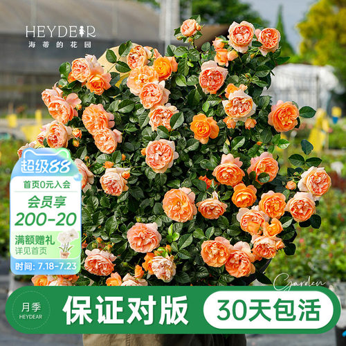 品牌优选月季30天包活