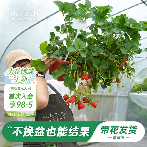 特大号草莓，不换盆就能结果
