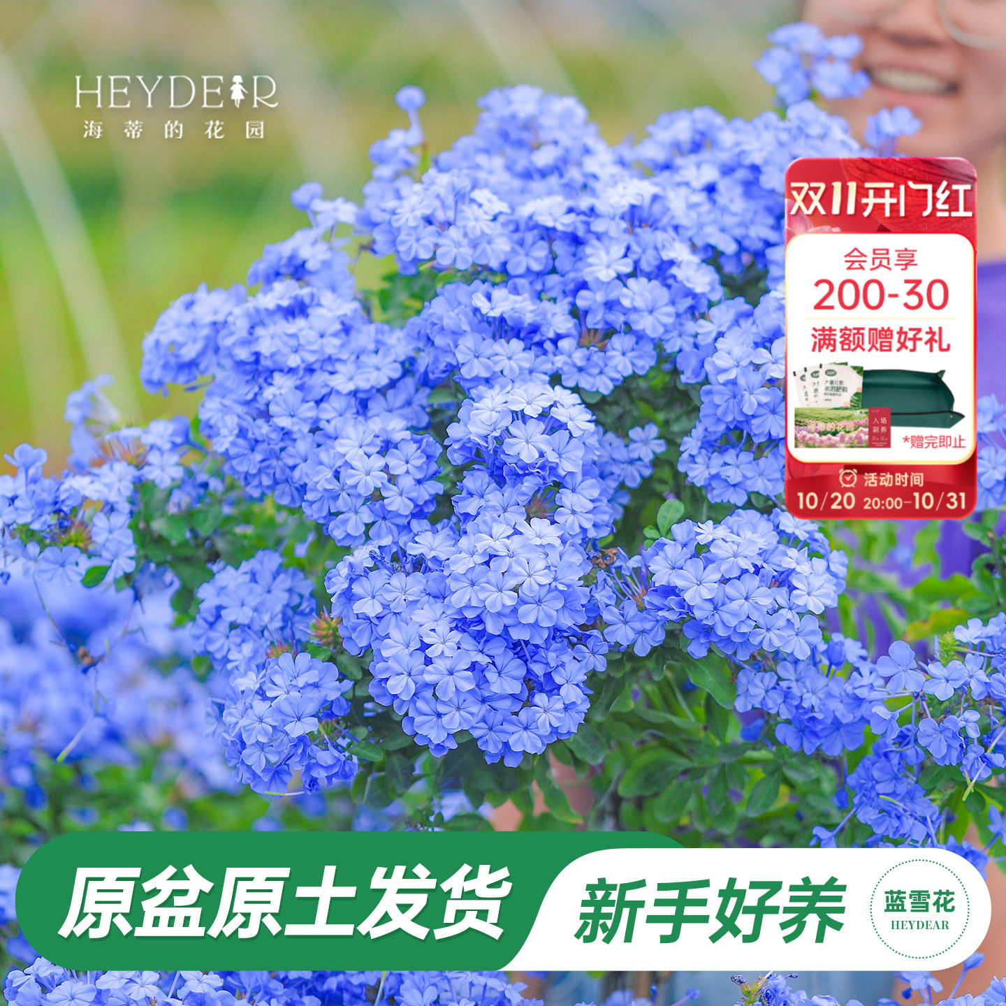 海蒂的花园旗舰店蓝雪花盆栽大苗棒棒糖阳台屋顶庭院易种花卉植物